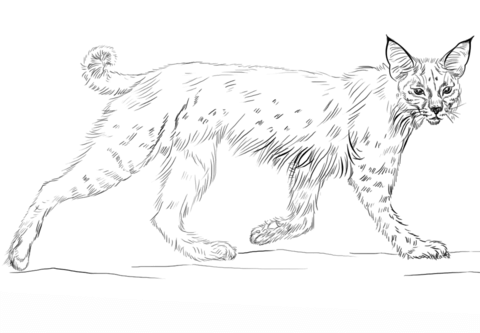 Running Bobcat Coloring Page